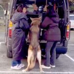 『絶対に帰りたくない！』大きなウルフドッグを車に乗せようとした結果→想像以上に大変な『帰宅拒否』が168万再生「可愛すぎるから許すｗ」(ブログ)