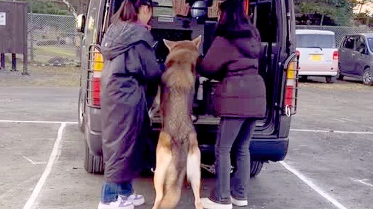 『絶対に帰りたくない！』大きなウルフドッグを車に乗せようとした結果→想像以上に大変な『帰宅拒否』が168万再生「可愛すぎるから許すｗ」(ブログ)