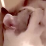 子猫と添い寝する大型犬→突然頬を噛まれ『怒るかな』と思いきや…『まさかの光景』に母性あふれてると88万再生「愛おしそうな顔」「相思相愛」(ブログ)