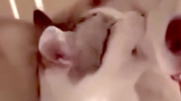子猫と添い寝する大型犬→突然頬を噛まれ『怒るかな』と思いきや…『まさかの光景』に母性あふれてると88万再生「愛おしそうな顔」「相思相愛」(ブログ)