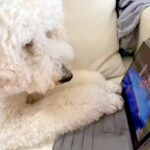 iPadの中で『亡くなってしまった同居犬』を見つけた犬→真剣に画面を見つめ…思わず泣いてしまう光景が54万再生「会いたいね…」「涙出た」(ブログ)