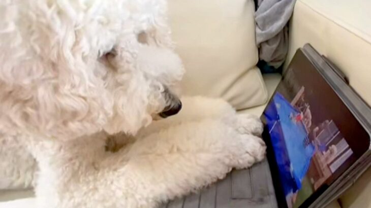 iPadの中で『亡くなってしまった同居犬』を見つけた犬→真剣に画面を見つめ…思わず泣いてしまう光景が54万再生「会いたいね…」「涙出た」(ブログ)