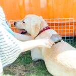 犬にとって必要がない『お世話』５選　過剰な行動が悪影響を与えることも…適切なケアまで解説(ブログ)