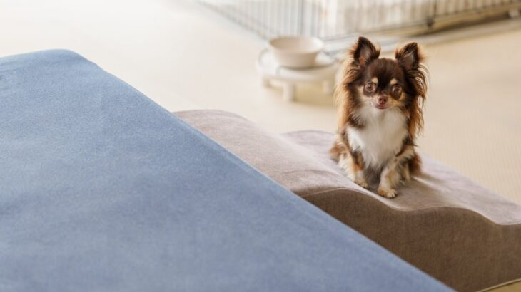 『小型犬がなりやすい病気』５選　日常生活で気をつけたい怪我や対策まで(ブログ)