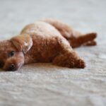 犬が遊びに飽きてしまったときにみせる行動4つ　愛犬を退屈させないために飼い主ができることまで(ブログ)