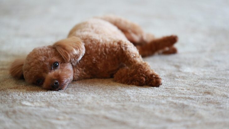 犬が遊びに飽きてしまったときにみせる行動4つ　愛犬を退屈させないために飼い主ができることまで(ブログ)
