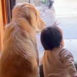 学校へ行くお姉ちゃんをお見送りする『大型犬と１歳の赤ちゃん』…尊すぎる『窓際のいってらっしゃい』がSNSで話題「幸せな時間」「最高」(ブログ)