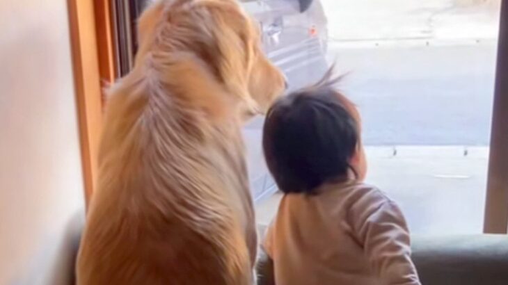 学校へ行くお姉ちゃんをお見送りする『大型犬と１歳の赤ちゃん』…尊すぎる『窓際のいってらっしゃい』がSNSで話題「幸せな時間」「最高」(ブログ)