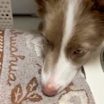 『水を飲んだら口を拭いてね』と教えられた犬→習得したかと思ったら…まさかの『勘違い』が314万再生「最高ｗｗ」「めっちゃ笑った」と絶賛(ブログ)