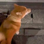 救急車が通ったら、犬が『生まれて3回目の遠吠え』をして…予想を上回る『可愛すぎる鳴き声』が86万再生「着信音にしたいｗ」「美声」と絶賛(ブログ)