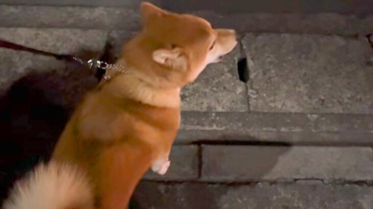 救急車が通ったら、犬が『生まれて3回目の遠吠え』をして…予想を上回る『可愛すぎる鳴き声』が86万再生「着信音にしたいｗ」「美声」と絶賛(ブログ)