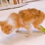 病院で『もう歩けない』と言われた犬が…まさかの『奇跡的なストーリー』に感動の声「諦めなければ願いは届く」「みんな応援してるよ」と3万再生(ブログ)