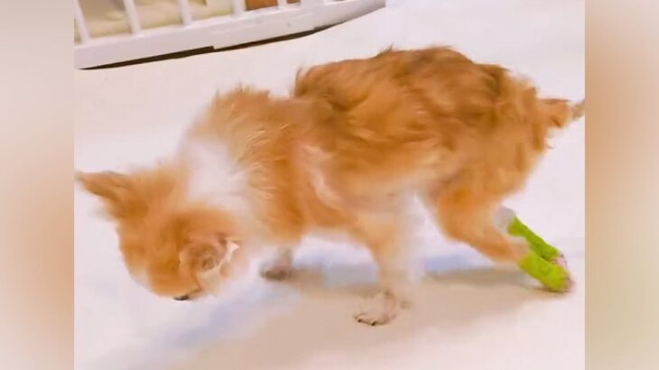 病院で『もう歩けない』と言われた犬が…まさかの『奇跡的なストーリー』に感動の声「諦めなければ願いは届く」「みんな応援してるよ」と3万再生(ブログ)