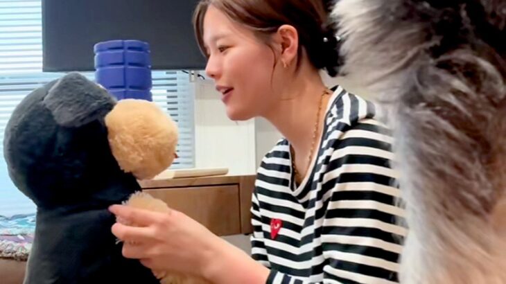 犬の前で『ぬいぐるみ』を可愛がってみた結果…全力で『阻止』しようとする光景が愛おしすぎると160万再生「嫉妬の地団駄ｗ」「かわいすぎ」(ブログ)