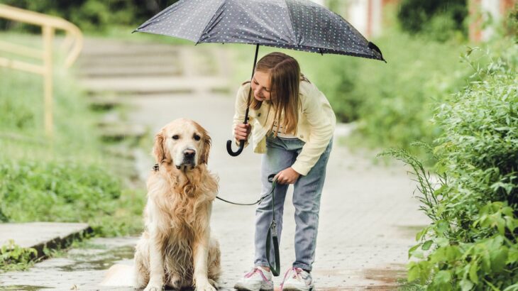 犬を飼ってわかる『理想と現実』4つ　後悔しないために絶対知っておくべきことや心得まで(ブログ)