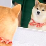 子犬の前に『鏡』を出してみた結果→自分のお顔を見た瞬間に…あまりにも愛おしい『表情』に反響「まんざらでもなさそう」「可愛すぎる」(ブログ)