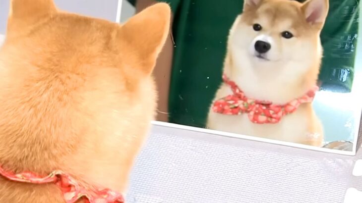 子犬の前に『鏡』を出してみた結果→自分のお顔を見た瞬間に…あまりにも愛おしい『表情』に反響「まんざらでもなさそう」「可愛すぎる」(ブログ)