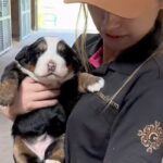 両手に収まるほど小さな『赤ちゃん犬』→6ヶ月まで成長した結果…子犬とは思えない『衝撃のデカさ』が375万再生「成長はやｗｗ」「可愛すぎ」(ブログ)