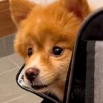 飼い主が急死し『3日間放置されていた犬』→放っておけないとお迎えした結果…新しい家族が増えた光景に反響「かわいい笑顔」「幸せな犬生を」(ブログ)