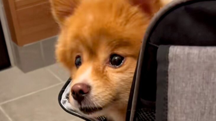 飼い主が急死し『3日間放置されていた犬』→放っておけないとお迎えした結果…新しい家族が増えた光景に反響「かわいい笑顔」「幸せな犬生を」(ブログ)