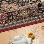 夜、DIYをしていた女性→大型犬から少し目を離した結果…あまりにも絶望的すぎる『衝撃の状況』が518万再生「逃げる範囲せまくて草」と反響(ブログ)