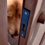 深夜1時半、鍵がかかり家に入れない男性→大型犬に『ママ呼んできて』とお願いした結果…まさかの展開が10万再生「賢い」「寝ぼけてる？」(ブログ)