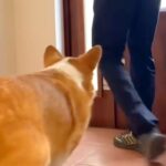 長男と母をお見送りする犬→『態度』を比較してみた結果…想像の遥か上を行く『衝撃の差』が36万再生「露骨すぎるw」「無になってて草」(ブログ)