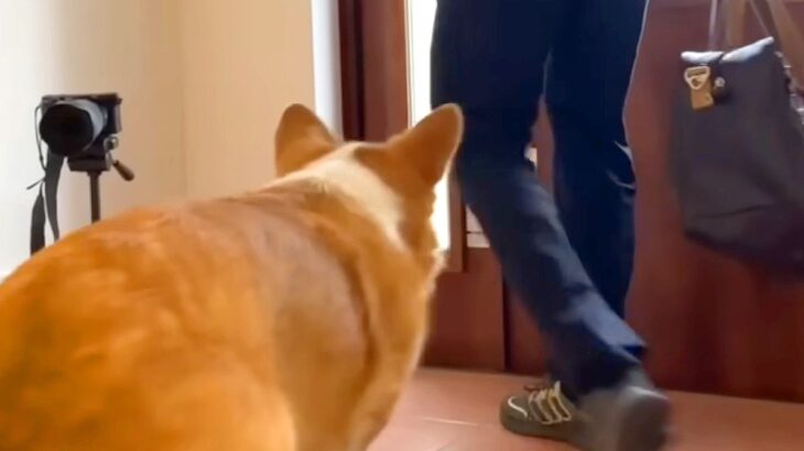 長男と母をお見送りする犬→『態度』を比較してみた結果…想像の遥か上を行く『衝撃の差』が36万再生「露骨すぎるw」「無になってて草」(ブログ)