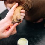 寒い時期、犬に必要な『お手入れ』4つ　冬場に起こり得るトラブルとは？(ブログ)