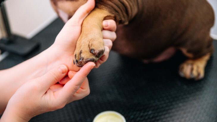 寒い時期、犬に必要な『お手入れ』4つ　冬場に起こり得るトラブルとは？(ブログ)