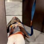 散歩前、ご機嫌な犬→玄関を出た瞬間『雪』が積もっていて…気付いた瞬間の『絶望』が11万再生「真顔やめｗｗｗ」「きれいに滑ってて草」(ブログ)