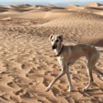 日本にあまりいない『珍しい犬種』5種　レアなワンコの特徴や迎える前の心構えまで(ブログ)