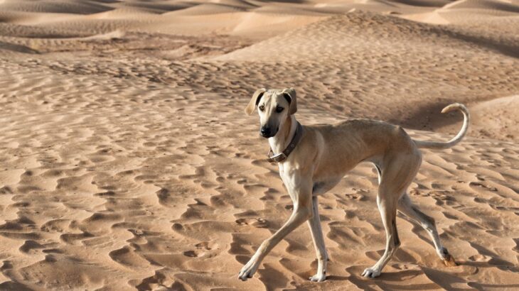 日本にあまりいない『珍しい犬種』5種　レアなワンコの特徴や迎える前の心構えまで(ブログ)