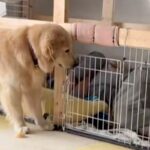 なぜか父親が『大型犬のケージ』で爆睡していて…思わずワンコも困惑してしまった『まさかの光景』が5万再生「あけてって言ってる」「可愛いｗ」(ブログ)