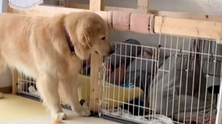 なぜか父親が『大型犬のケージ』で爆睡していて…思わずワンコも困惑してしまった『まさかの光景』が5万再生「あけてって言ってる」「可愛いｗ」(ブログ)