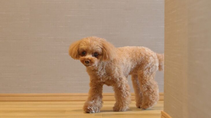 犬が飼い主に『外出しないで』と言っているサイン4つ　どうしても出かけなければならないときの対処法とは？(ブログ)