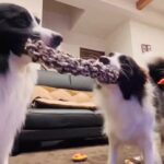 2匹の犬が引っ張り合いっこを始めた結果→なぜか『もう1匹の犬』が…まさかの行動が47万表示「混ざってるつもりで草」「仮想綱引きｗ」(ブログ)