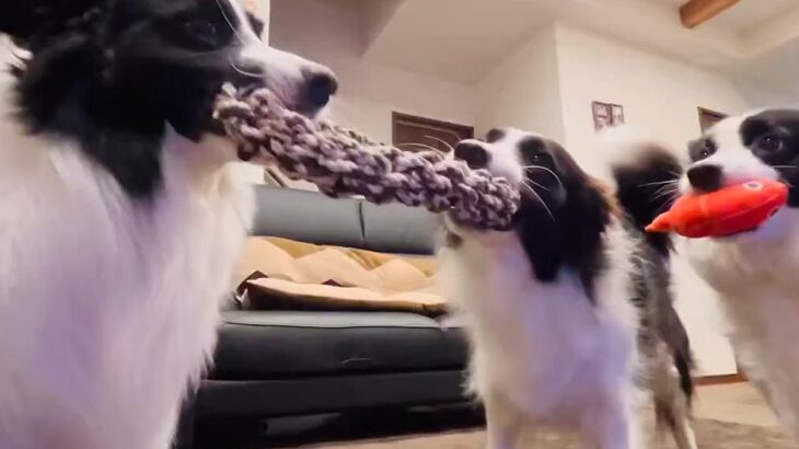 2匹の犬が引っ張り合いっこを始めた結果→なぜか『もう1匹の犬』が…まさかの行動が47万表示「混ざってるつもりで草」「仮想綱引きｗ」(ブログ)