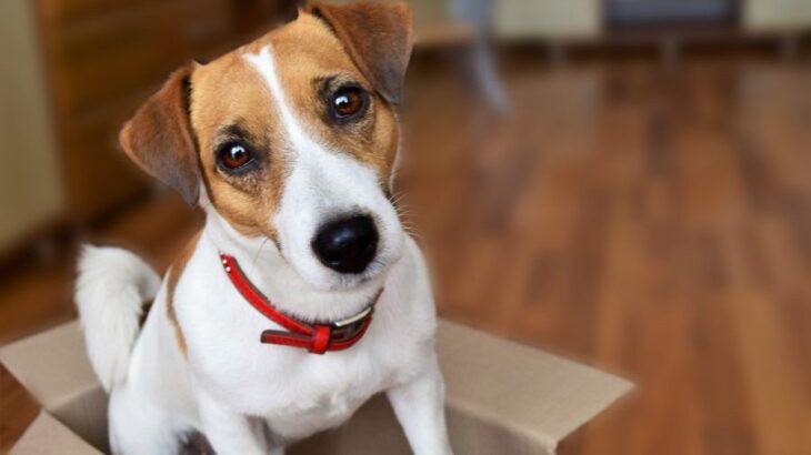 『飼育が大変な小型犬』4選　飼うのが難しいと言われる理由や知っておくべき性質まで(ブログ)