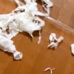 おしっこを失敗しちゃった犬→片付けようと一瞬離れた結果…まさかの『全く反省していない様子』が152万再生「無双モード入ってるｗ」と爆笑(ブログ)