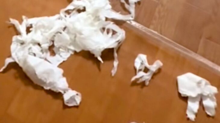 おしっこを失敗しちゃった犬→片付けようと一瞬離れた結果…まさかの『全く反省していない様子』が152万再生「無双モード入ってるｗ」と爆笑(ブログ)