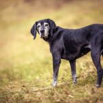 犬が亡くなる前に必要な『事前準備』とは？悔いのないお別れのために必要な心構えまで(ブログ)