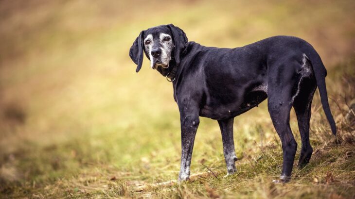 犬が亡くなる前に必要な『事前準備』とは？悔いのないお別れのために必要な心構えまで(ブログ)