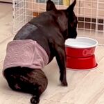 病気でうまく歩けなくなった犬→3年間、努力し続けた結果…思わず涙する『現在までの軌跡』に感動続々「スゴイ…奇跡」「愛の賜物」と称賛(ブログ)