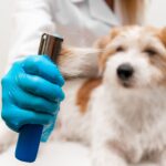 犬の『抜け毛が増えた』と感じたときの危険なサイン５選　主な原因まで解説(ブログ)