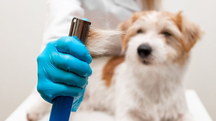 犬の『抜け毛が増えた』と感じたときの危険なサイン５選　主な原因まで解説(ブログ)