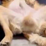 皿洗い中、ふと『クッションに寝転がる大型犬』を見た結果…完全に『オッサン化』している光景が153万再生「家主で草」「背中チャックない？」(ブログ)