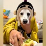 犬と『二人羽織』に挑戦した結果→本能むき出し過ぎる『カオスな状況』に256万再生の反響「脳がバグるｗ」「制御不能ｗｗ」「ご乱心で草」(ブログ)