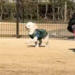 ドッグランで迷子になってしまった犬→必死にママを探し回って…見つけた瞬間の反応が『尊すぎる』と36万再生「探す姿が泣ける」「愛おしい」(ブログ)