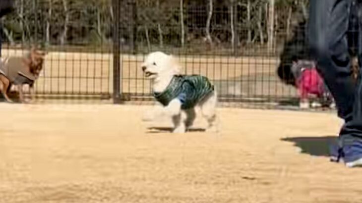 ドッグランで迷子になってしまった犬→必死にママを探し回って…見つけた瞬間の反応が『尊すぎる』と36万再生「探す姿が泣ける」「愛おしい」(ブログ)